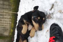 LUCA, Hund, Mischlingshund in Ungarn - Bild 5
