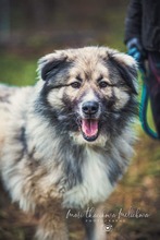 KODAR, Hund, Mischlingshund in Slowakische Republik - Bild 1