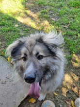KODAR, Hund, Mischlingshund in Slowakische Republik - Bild 12