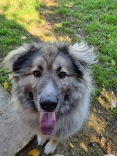 KODAR, Hund, Mischlingshund in Slowakische Republik - Bild 14