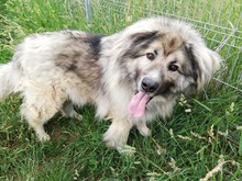 KODAR, Hund, Mischlingshund in Slowakische Republik - Bild 15