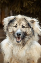 KODAR, Hund, Mischlingshund in Slowakische Republik - Bild 16