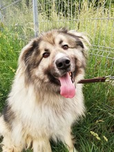 KODAR, Hund, Mischlingshund in Slowakische Republik - Bild 17