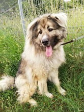 KODAR, Hund, Mischlingshund in Slowakische Republik - Bild 18