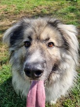 KODAR, Hund, Mischlingshund in Slowakische Republik - Bild 19