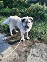 KODAR, Hund, Mischlingshund in Slowakische Republik - Bild 2