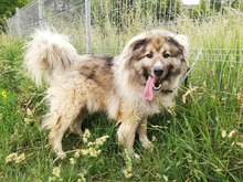KODAR, Hund, Mischlingshund in Slowakische Republik - Bild 20