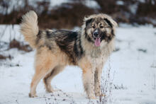 KODAR, Hund, Mischlingshund in Slowakische Republik - Bild 21