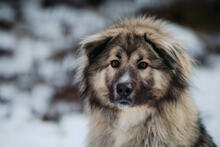 KODAR, Hund, Mischlingshund in Slowakische Republik - Bild 22