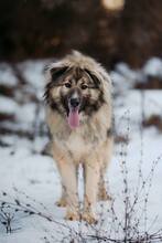 KODAR, Hund, Mischlingshund in Slowakische Republik - Bild 23
