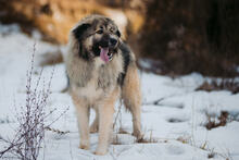 KODAR, Hund, Mischlingshund in Slowakische Republik - Bild 27