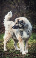 KODAR, Hund, Mischlingshund in Slowakische Republik - Bild 3
