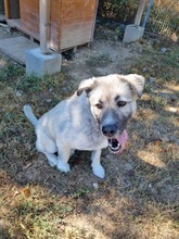 KODAR, Hund, Mischlingshund in Slowakische Republik - Bild 31