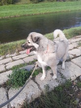 KODAR, Hund, Mischlingshund in Slowakische Republik - Bild 33