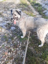 KODAR, Hund, Mischlingshund in Slowakische Republik - Bild 34