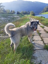 KODAR, Hund, Mischlingshund in Slowakische Republik - Bild 35