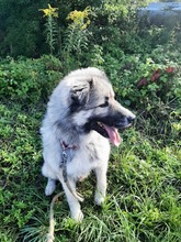 KODAR, Hund, Mischlingshund in Slowakische Republik - Bild 36