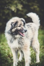 KODAR, Hund, Mischlingshund in Slowakische Republik - Bild 4