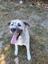 KODAR, Hund, Mischlingshund in Slowakische Republik - Bild 6
