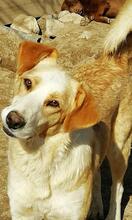 FANTA, Hund, Mischlingshund in Portugal - Bild 1