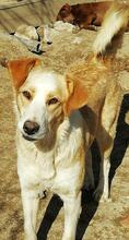 FANTA, Hund, Mischlingshund in Portugal - Bild 3