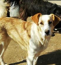 FANTA, Hund, Mischlingshund in Portugal - Bild 4