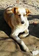 FANTA, Hund, Mischlingshund in Portugal - Bild 5