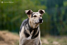 MALTA, Hund, Mischlingshund in Sulzbach - Bild 1