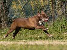 MEDEA, Hund, Mischlingshund in Italien - Bild 4