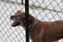 MEDEA, Hund, Mischlingshund in Italien - Bild 5