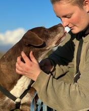 MEDEA, Hund, Mischlingshund in Italien - Bild 7
