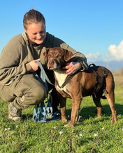 MEDEA, Hund, Mischlingshund in Italien - Bild 8