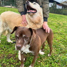 MEDEA, Hund, Mischlingshund in Melle - Bild 9