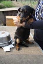 PINKIE, Hund, Dackel-Pinscher-Mix in Wilhelmshaven - Bild 2