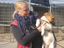 HERMANN, Hund, Mischlingshund in Ungarn - Bild 2