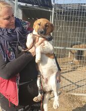 HERMANN, Hund, Mischlingshund in Ungarn - Bild 3