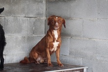 LUCAS, Hund, Mischlingshund in Spanien - Bild 10