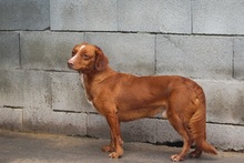 LUCAS, Hund, Mischlingshund in Spanien - Bild 11