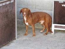 LUCAS, Hund, Mischlingshund in Spanien - Bild 12
