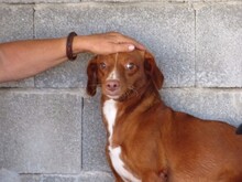 LUCAS, Hund, Mischlingshund in Spanien - Bild 14
