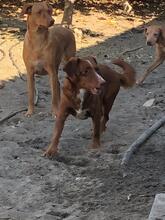 LUCAS, Hund, Mischlingshund in Spanien - Bild 7
