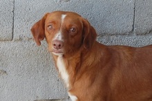 LUCAS, Hund, Mischlingshund in Spanien - Bild 8