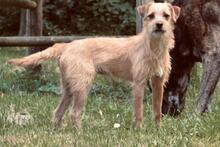 KAJA, Hund, Chihuahua-Jack Russell Terrier-Mix in Hilter - Bild 2