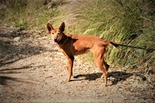 LINA, Hund, Podenco Andaluz in Spanien - Bild 4