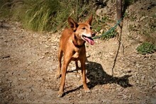 LINA, Hund, Podenco Andaluz in Spanien - Bild 5