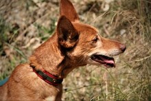 LINA, Hund, Podenco Andaluz in Spanien - Bild 7