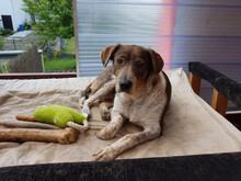 JENNIE, Hund, Mischlingshund in Leimersheim - Bild 1