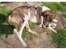JENNIE, Hund, Mischlingshund in Leimersheim - Bild 6
