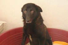 HOPE, Hund, Mischlingshund in Kroatien - Bild 1