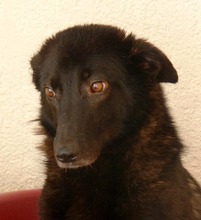 HOPE, Hund, Mischlingshund in Kroatien - Bild 2